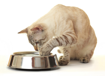 怎么给猫轮换食物喂养